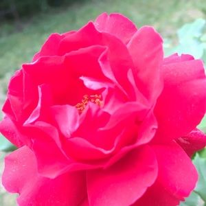 Meet your Posher, Denis